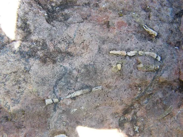 Fotografía de PEDRÓ, BÒFIA DEL (5 de 5)