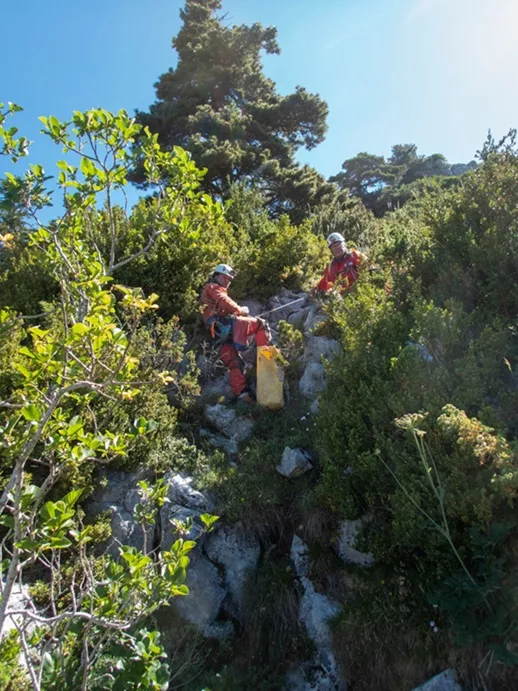 Fotografia de CERNERES, AVENCS PETITS DE (1 de 7)
