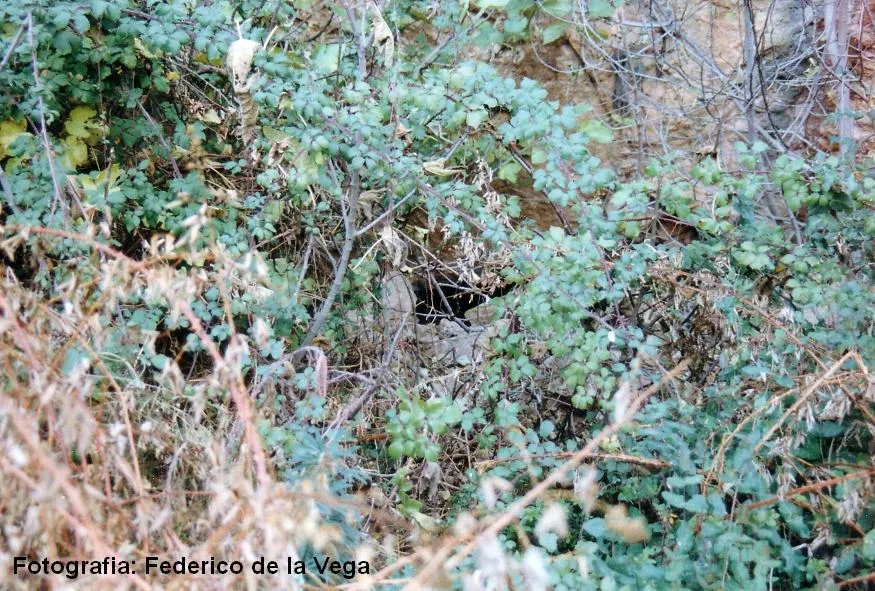Fotografia de FIGUERA PETITA,  COVA DE LA (1 de 1)