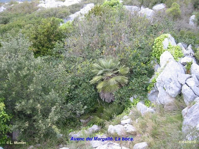 Fotografía de MARGALLÓ, AVENC DEL (1 de 7)