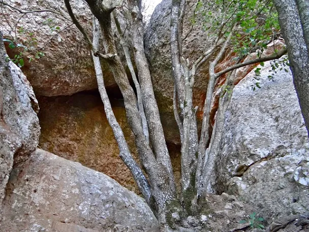 Fotografia de CANAL DELS BOIXOS, COVA DE LA (1 de 1)