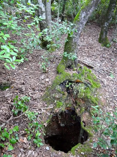 Fotografia de QUEIXAL DEL PORC, AVENC DEL (1 de 1)