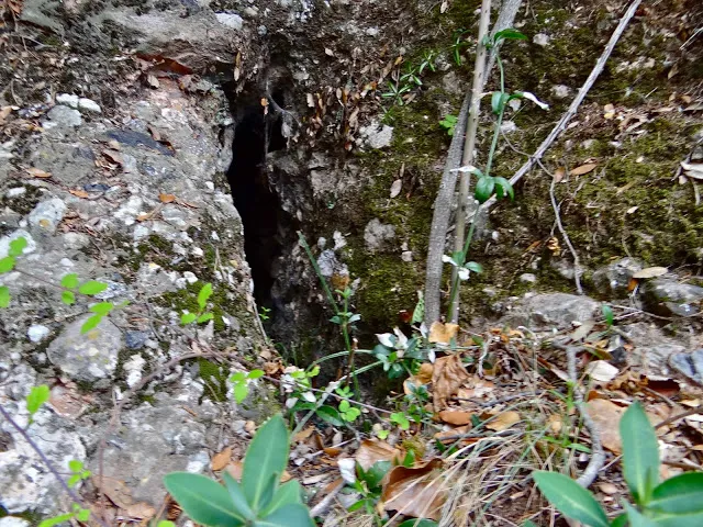 Photograph of T.I.M., AVENC (1 of 1)