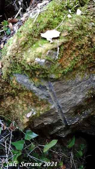 Fotografia de SERRA DEL MAS, AVENC SM-17 DE LA (2 de 5)