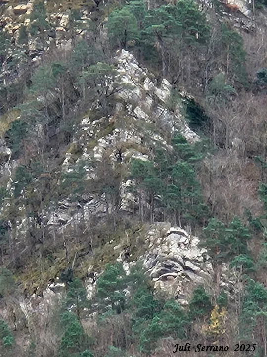 Fotografía de MASSANA, COVA DEL (1 de 9)
