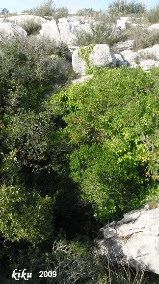 Fotografia de GUSTEMS, AVENC (2 de 3)