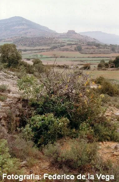 Photographie de SANT MIQUEL, COVA DE (1 sur 10)