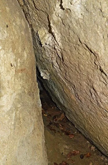 Photographie de PRIMUS, COVA (3 sur 3)