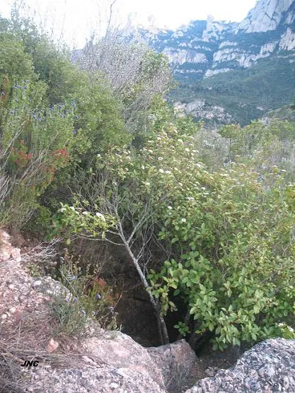 Photographie de CARENA DELS PITEUS, POUETÓ DE LA (1 sur 4)