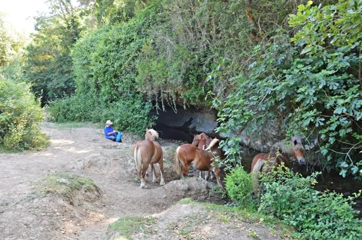 Photographie de MOLÍ VELL, BALMA DEL (4 sur 4)