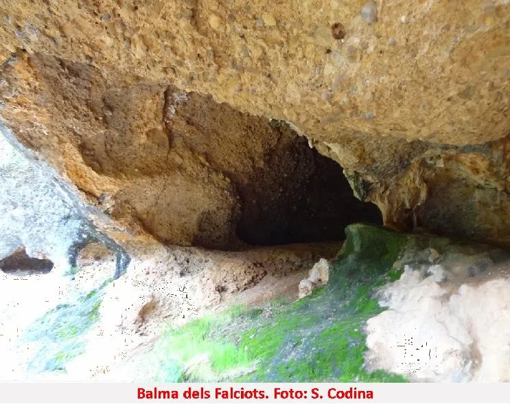 Photographie de FALCIOTS, BALMA DELS (3 sur 5)