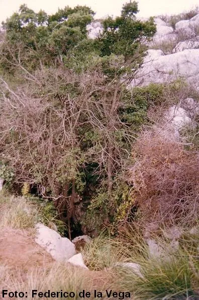 Fotografia de PAPALLONA, AVENC DE LA (1 de 1)
