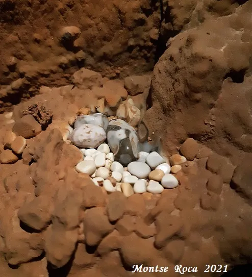 Fotografia de PEIXET, COVA D'EN (35 de 35)