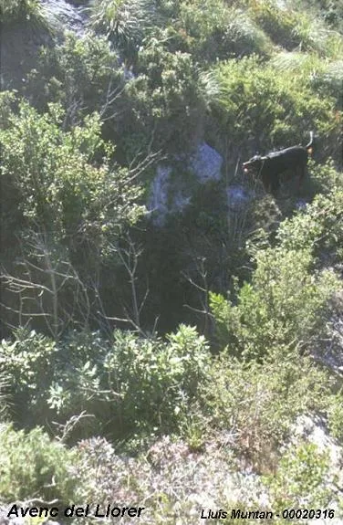 Fotografía de LLORER, AVENC DEL (2 de 2)
