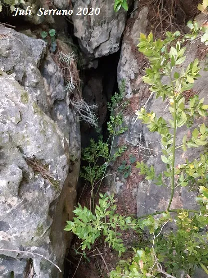 Fotografia de SERRA DEL MAS, COVA SM-26 DE LA (1 de 2)