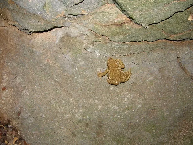 Photographie de CACO, FORAT DEL (11 sur 13)