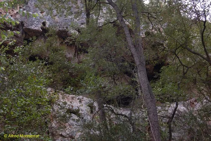 Fotografia de POU, COVA DEL (1 de 1)