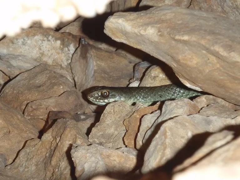 Fotografia de SERP, AVENC DE LA (4 de 5)
