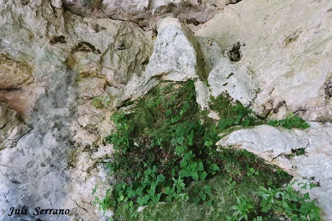 Fotografía de CINGLE DE L'ABELLERA, COVA DEL (5 de 6)