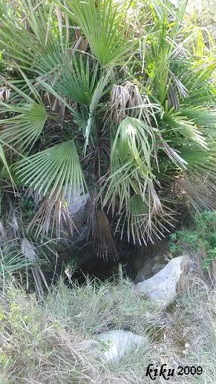 Fotografía de PALMERA, AVENC DE LA (1 de 2)