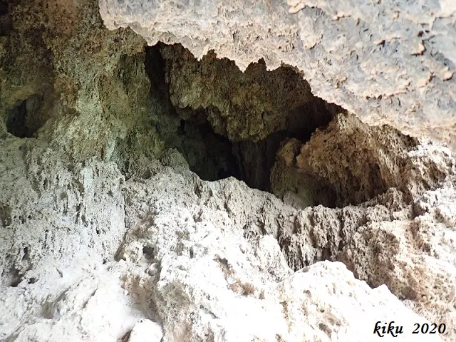 Fotografia de TOSQUES DEL GLORIETA, COVA DE LES (2 de 4)