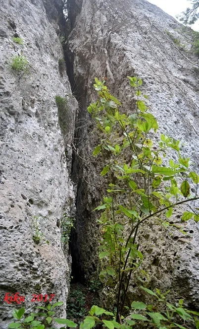 Fotografia de BESTRAL, COVA Nº2 DE (1 de 5)