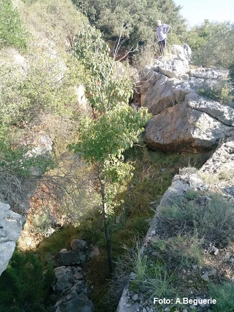Fotografia de CAN SADURNÍ, AVENC PETIT DE (1 de 3)