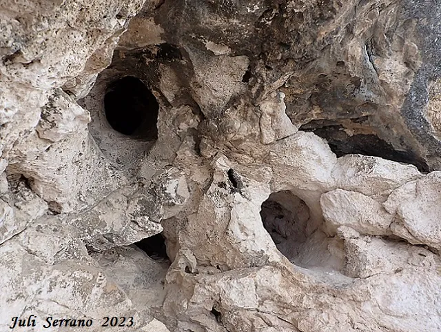 Photograph of MALAGASTRE, COVA DE (2 of 6)