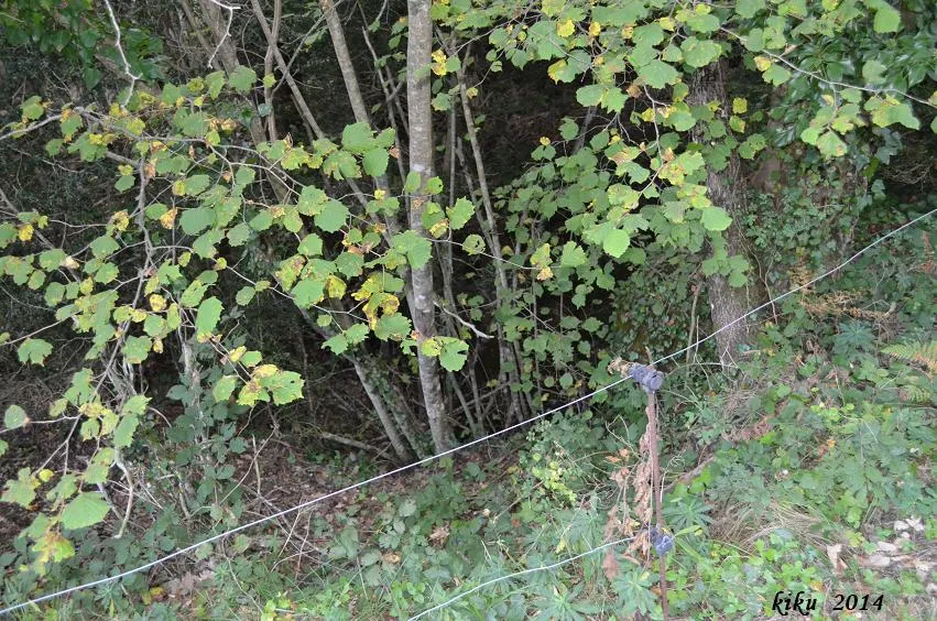 Photograph of RATAFIA, FORAT DE LA (1 of 4)