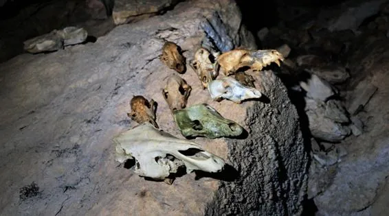 Fotografia de COMA D'EN GENER, QUERANT DE LA (4 de 4)