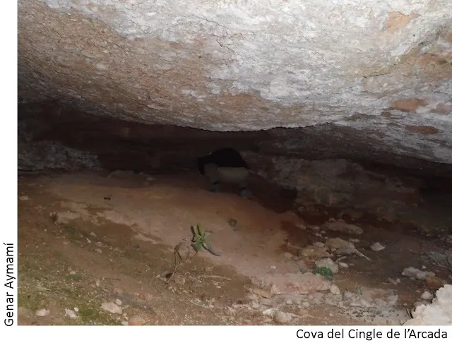 Photographie de CINGLE DE L'ARCADA, COVA DEL (2 sur 2)
