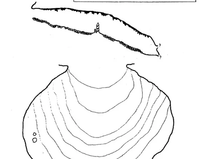 Survey of NEGRA DE MATA-SOLANA, COVA (2 of 2)